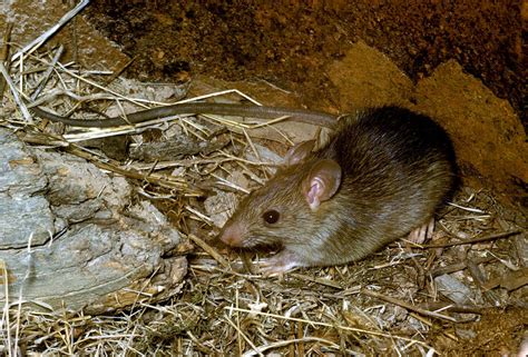 rat wikipedia|why were rats introduced.